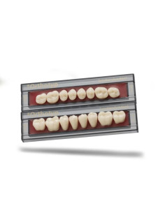 Dientes sr orthotyp chromascop posteriores superiores