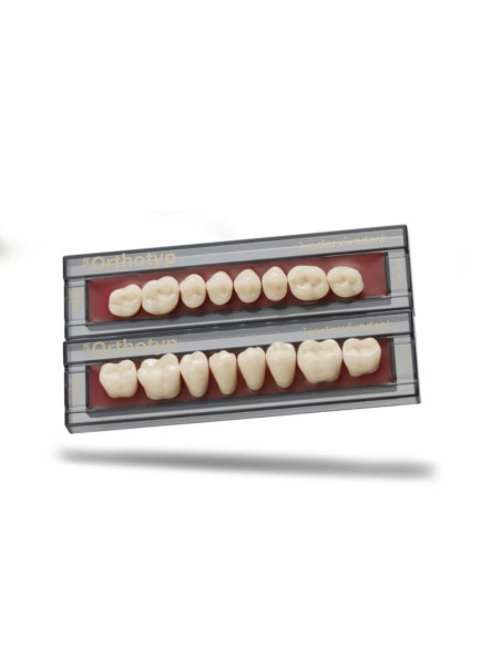 Dientes sr orthotyp chromascop posteriores inferiores