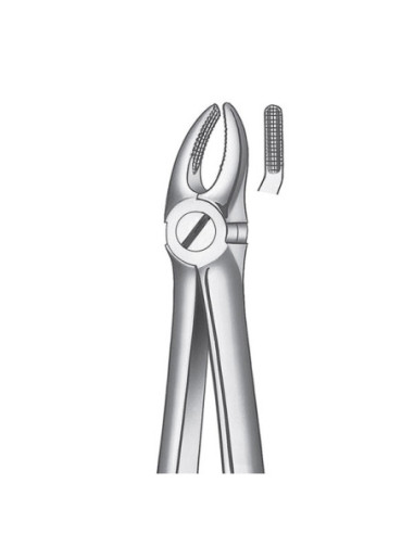 Pulidor dental 7 Forceps Premolar Superior para Esterilización - Carl Martin